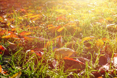 Close-up of grass growing in field