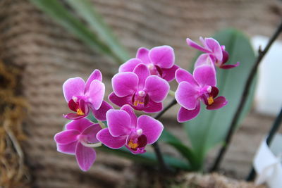 Close-up of pink orchids