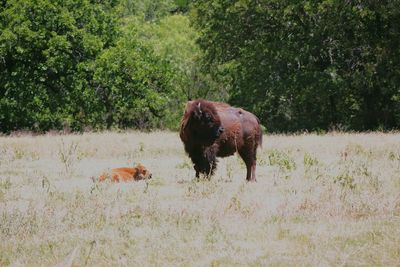 Cow on field