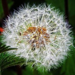 dandelion