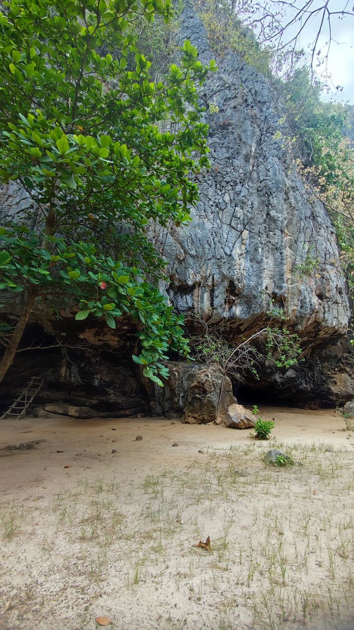 plant, tree, growth, nature, no people, land, day, green, beauty in nature, tranquility, rock, outdoors, scenics - nature, tranquil scene, forest, non-urban scene, flower, garden, water, environment, leaf