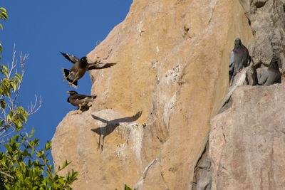 Low angle view of birds on rock