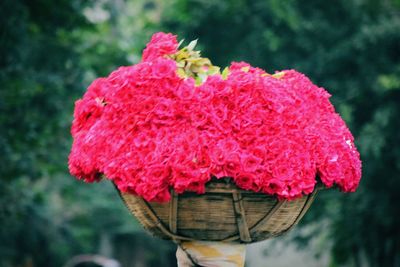 Close-up of pink flower against blurred background