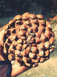 Close-up of hand holding pine cone