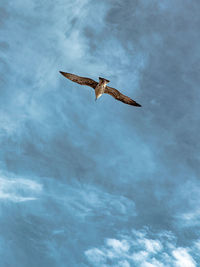 Low angle view of eagle flying in sky