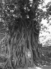 Trees growing on a wall