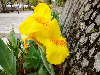 Close-up of yellow flower blooming outdoors