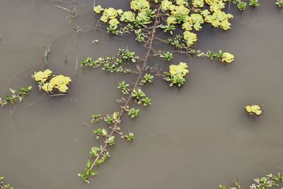 High angle view of white flowers floating on water