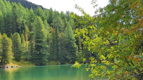 Scenic view of lake by trees in forest against sky