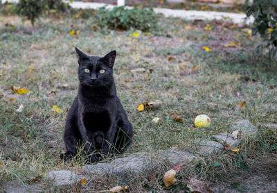 Portrait of black cat sitting on field