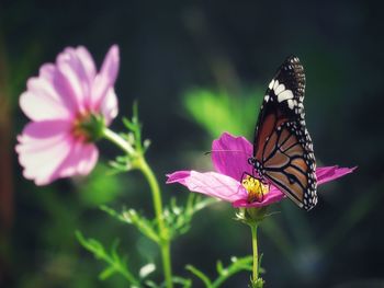 Close-up of butterfly on pink flower