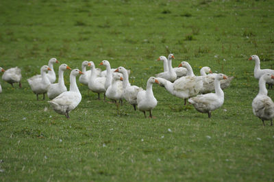 A gaggle of white geese walking on a green meadow