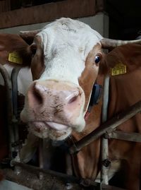 Portrait of cow in barn