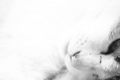 Close-up of cat sleeping