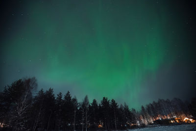 Low angle view of trees against sky at night