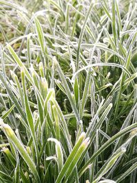 Full frame shot of plants growing on field