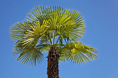 Low angle view of palm tree against clear blue sky