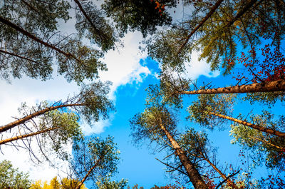 Low angle view of trees against sky