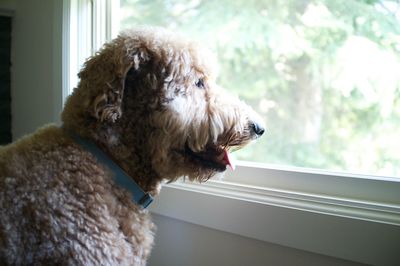 Close-up of goldendoodle looking through glass window at home