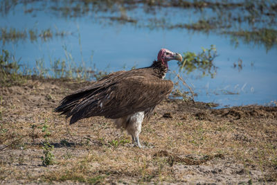 Vulture looking away against river