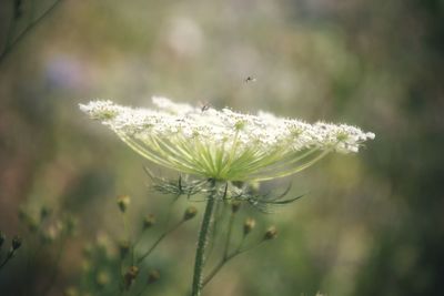 Close-up of white dandelion flower