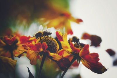 Close-up of insect on red flowering plant