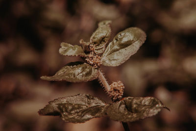 Close-up of dried plant