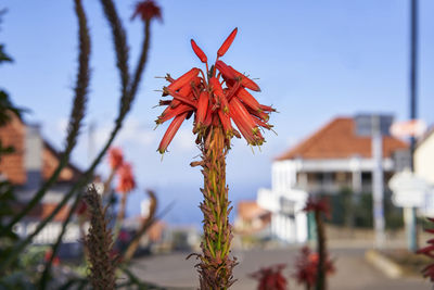 Close-up of red flowering plant against sky