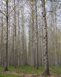 Pine trees in forest