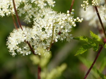 Close-up of white flowering plant