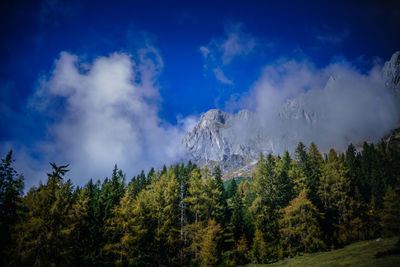 Panoramic view of pine trees against sky