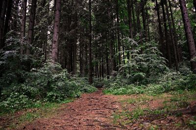 Low angle view of trees