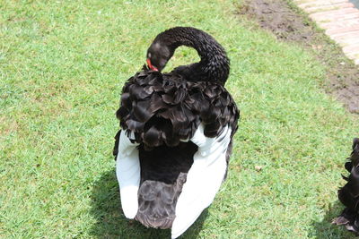 High angle view of black swan perching on grass