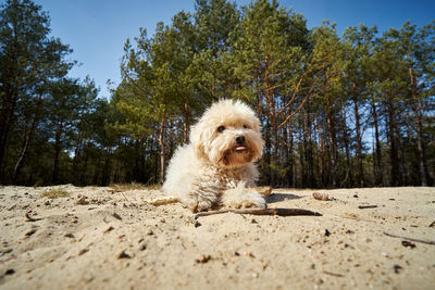 Cute little dog is playing on the sand in the forest