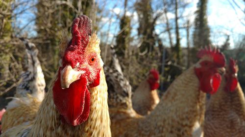 Close-up of rooster