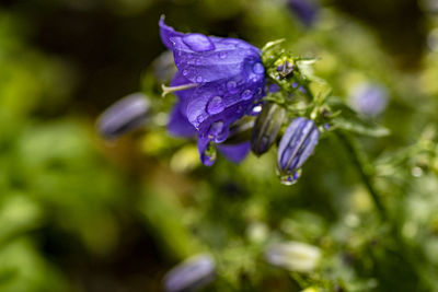 Close-up of wet purple flowering plant