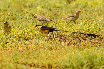 Flock of birds on grass
