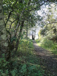 Footpath amidst trees in forest