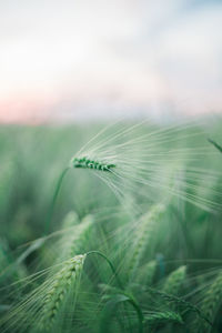 Close-up of wheat growing on field