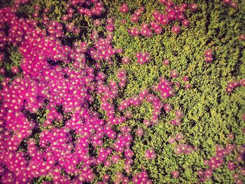 Close-up of pink flowers