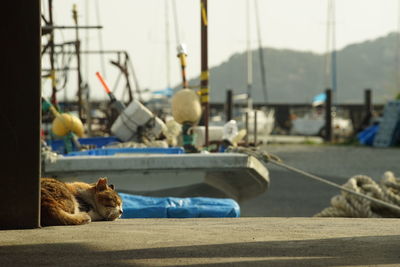 Cat living in shiga chomeiji port