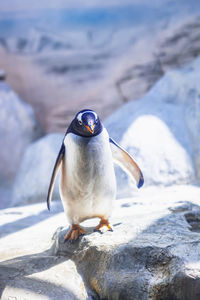 Penguin perching on rock