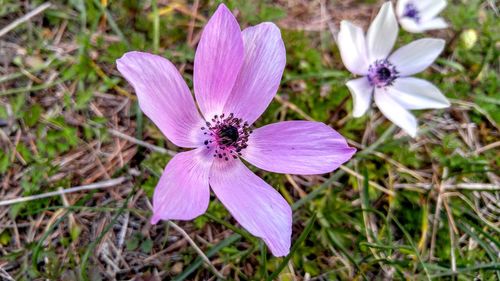 Close-up of purple flower