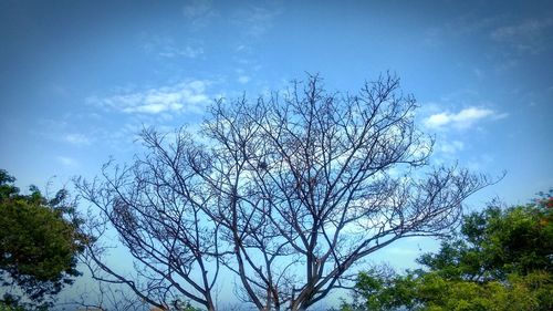 Low angle view of tree against sky