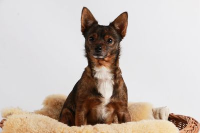 Portrait of a dog against white background