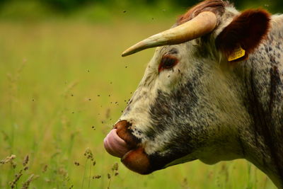 Close-up of cow