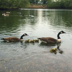 Swans swimming in lake