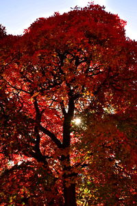 Low angle view of trees against sky