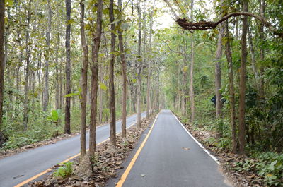 Road amidst trees in forest