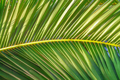 Full frame shot of palm leaves